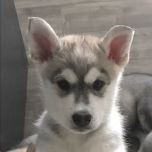 Meet your Posher, Tracey